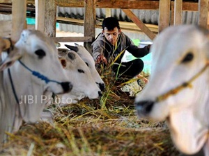  Rumah Potong Hewan Surabaya Targetkan Jual 300 Sapi Kurban