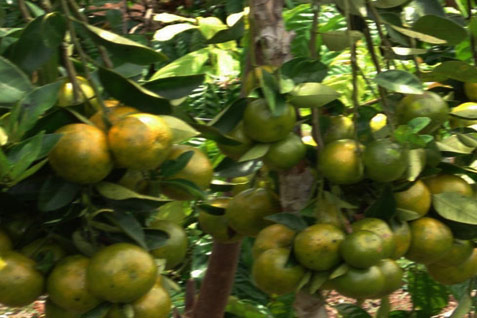  Balai Penelitian Buah Kembangkan Jeruk Obat di Batu