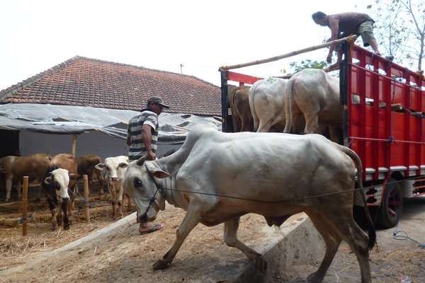  Hewan Kurban di Kudus Diberi Label Sehat