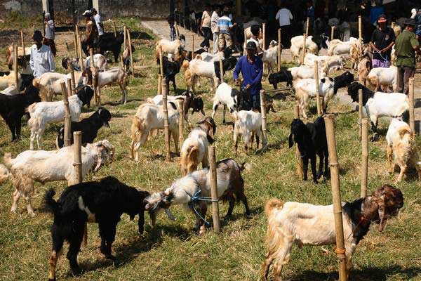  IDUL ADHA: Kitabisa.com Dorong Pemerataan Penyaluran Daging Kurban