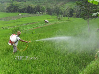  Petani Padi di Jateng Diimbau Antisipasi Hama Wereng Sejak Dini