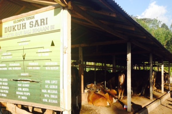  Kampus Diminta Terlibat Pengembangan Sapi Bali