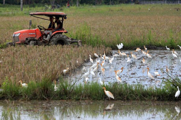  ALAT MESIN PERTANIAN : Peluang Kerja Sama Lisensi Terbuka