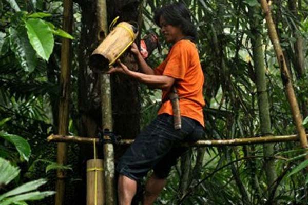  Atasi Miras, Lombok Barat Alihkan Produsen Tuak Jadi Gula Aren