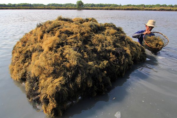  Produksi Rumput Laut Sumba Timur Ditarget Lompat 17 Kali Lipat