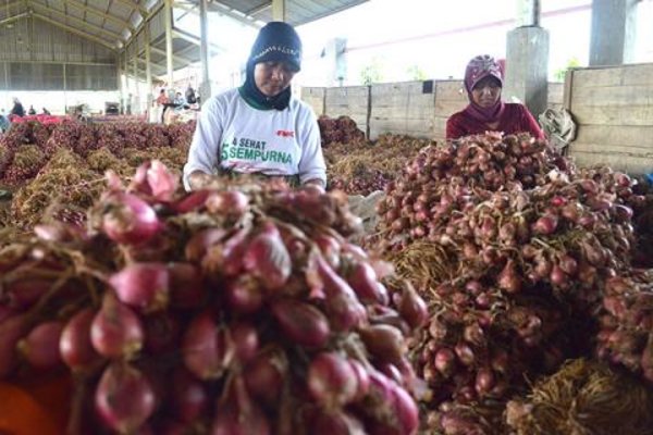  Ekspor Bawang Merah ke Timor Leste Terkendala Rendahnya Harga