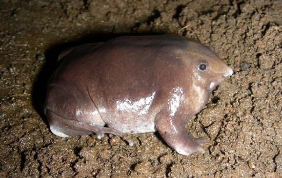  Baru Ditemukan Spesies Katak Berhidung Mirip Babi