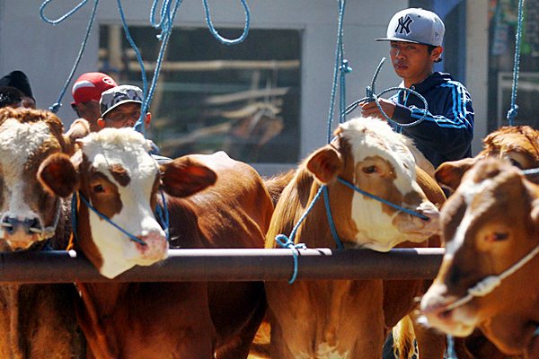  Kementan Alokasikan Bantuan Sarana Pemotongan Hewan Kurban