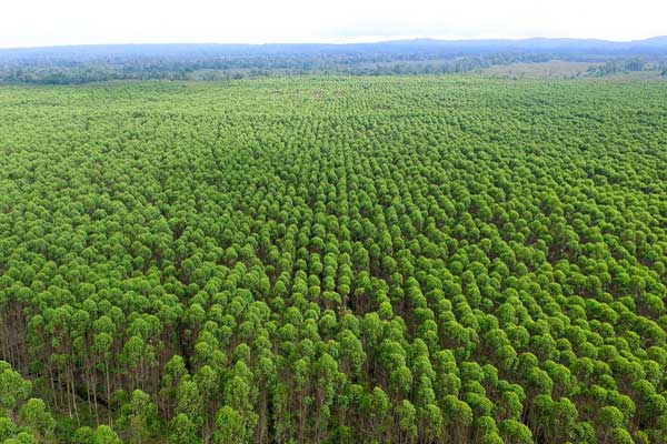  PT. Toba Pulp Lestari, Tbk. Menyayangkan Sikap LSM Asing Mengambil Keuntungan Terkait Tanah Adat di Indonesia