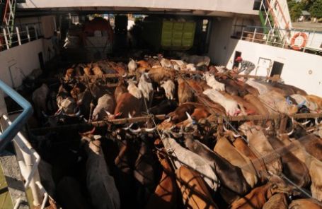  Kuota Sapi Kurban di Bali Dipastikan Surplus, Terjual Rp13 Juta/Ekor