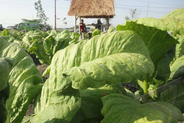  Pamekasan Siap Panen Tembakau dari 23.690 Hektare Lahan Tanam