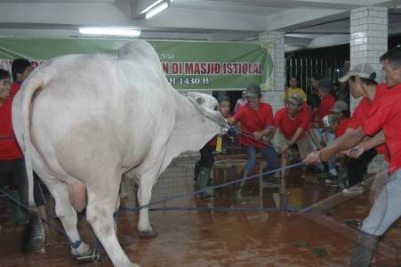  Juru Sembelih Hewan Kurban di Denpasar Dilatih Khusus