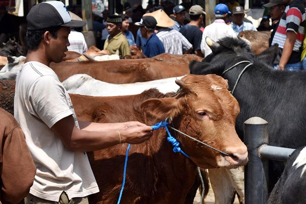  Jokowi Sumbang Sapi Kurban Untuk Umat Muslim di Sulut
