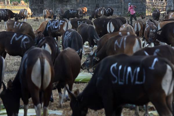  Wapres JK Berkurban Sapi Ongole Seberat 1,3 Ton