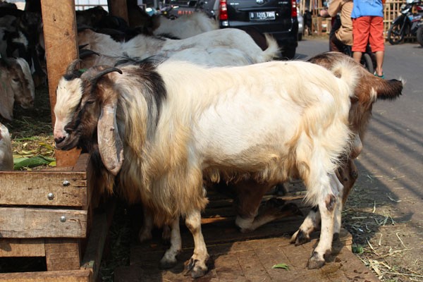  Inilah Kambing Kurban Termahal di Pasar Hewan Tanah Abang