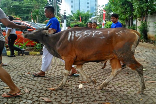  Bisnis Indonesia Serahkan Kurban, Sapi Bali Jadi Artis