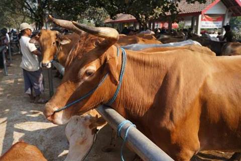  Pemprov Kurban 30 Sapi Bagi Warga Sulawesi Utara