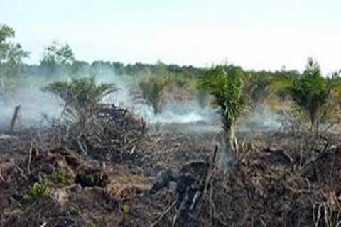  Siak Siapkan 9.500 Ha Lahan Kopi dan Kakao