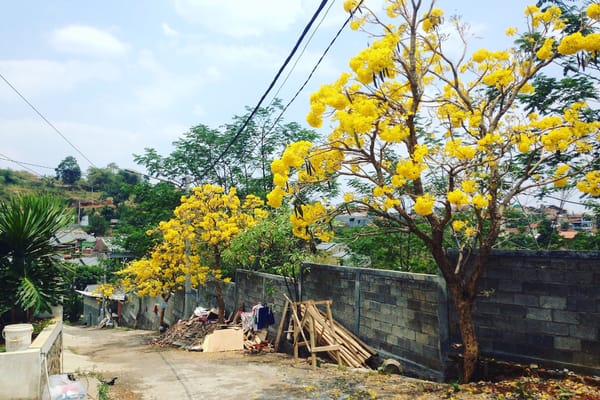  Kota Magelang Akan Duplikasi Keindahan Sakura Jepang