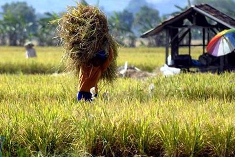  Pemkot Tidore Mendorong Petani Menanam Padi Gogo