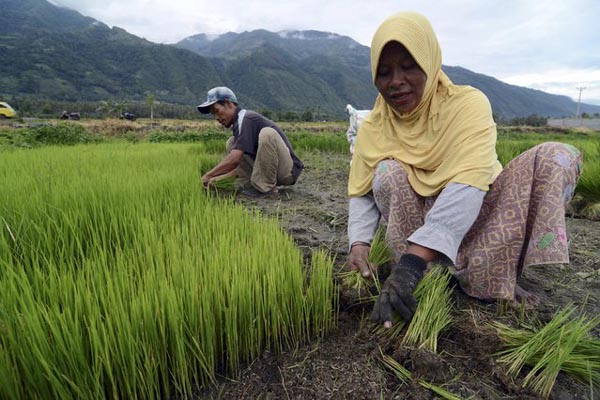 SERANGAN WERENG : Jeda Tanam Padi Diyakini Tak Perlu
