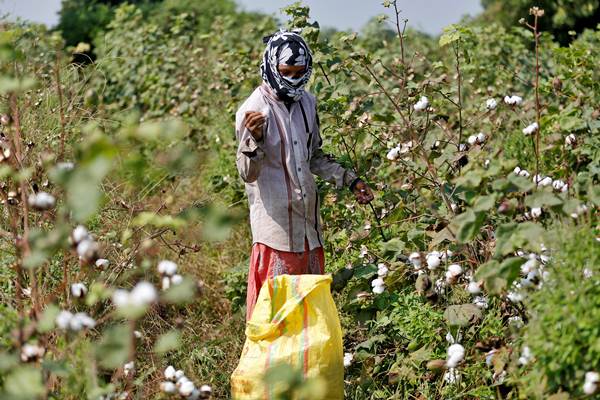  Produksi Minim, Impor Kapas Masih Diperlukan