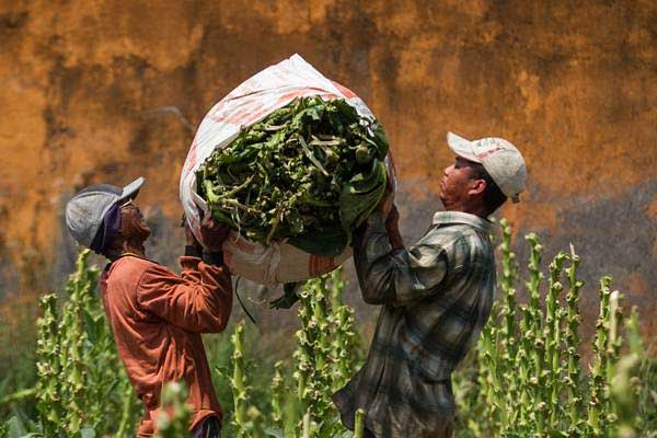  KOMODITAS TEMBAKAU : Produktivitas Bahan Baku Lokal Dipacu