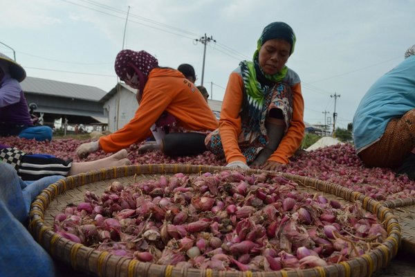  Pemerintah Perlu Mengoptimalkan Koperasi Bawang Merah