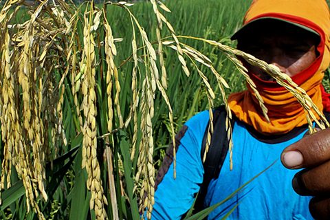  Wereng Bergerak, 3.000 Hektare Lahan Pertanian di Padang Rusak