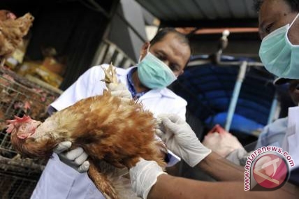  Denpasar Mulai Lakukan Antisipasi Flu Burung