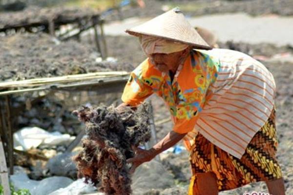  KOMODITAS EKSPOR : NTB Pacu Produksi Rumput Laut