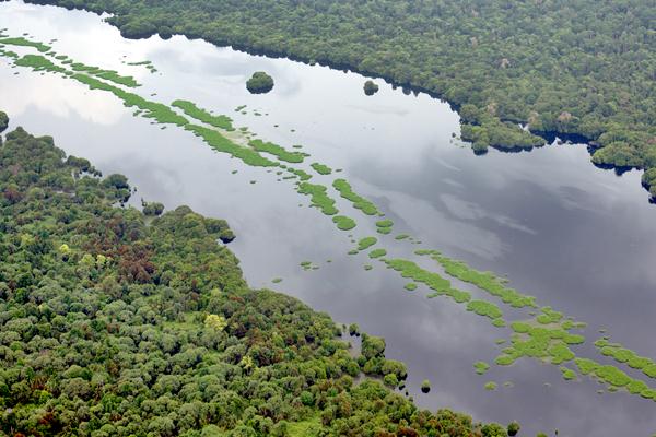  Sinar Mas Selesaikan Peremajaan Kebun Sawit di Riau 2027