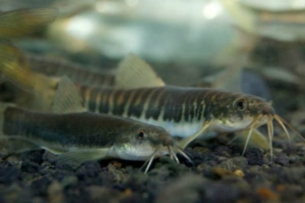  Ikan Uceng Hasil Budi Daya Ditebar di Temanggung