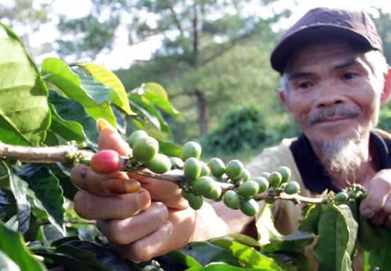  Gagal Panen Kopi Tak Membuat Harga Melambung