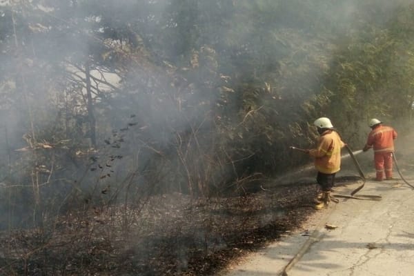  1,5 Hektare Kebun Jati Dekat Museum Sangiran Terbakar