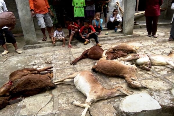  Serangan Anjing Hutan Tewaskan 44 Kambing di Gunung Kidul, Belum Ada Solusi