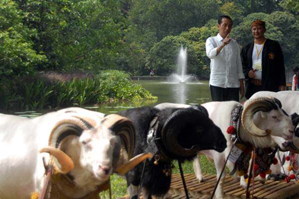  Hadiri Jambore Peternakan Nasional, Presiden Jokowi Kaget Keuntungan Bisnis Kambing