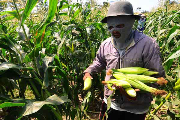  Kementan Usul Penambahan Luas Tanam Jagung 4 Juta Hektare