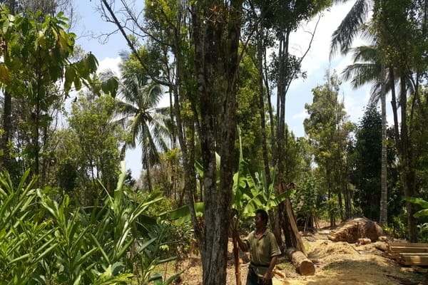  Ribuan Pohon Cengkih di Madiun Mati Diserang Bakteri