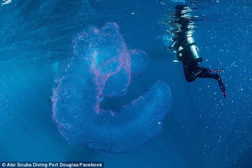  Penyelam Temukan Makhluk Aneh di Laut Australia