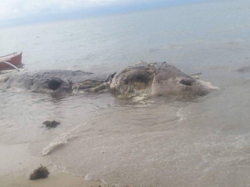 Makhluk Misterius Ditemukan di Pantai Filipina