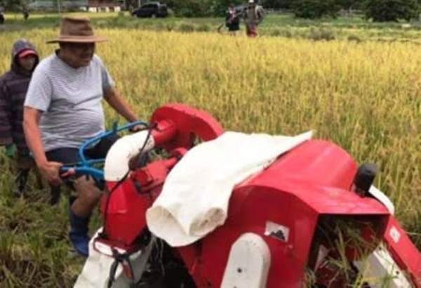  Manado Panen Padi Beras Merah, Gubernur Olly : Ini Akan Jadikan Bibit