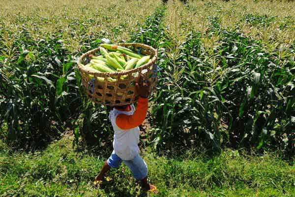  Kementan Kawal Panen Jagung di Banten