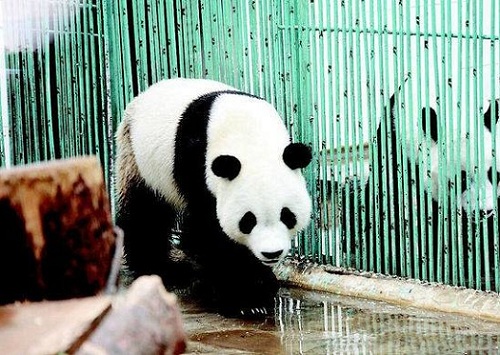  Panda Raksasa di Taman Safari Bisa Dilihat Wisatawan Awal November 2017
