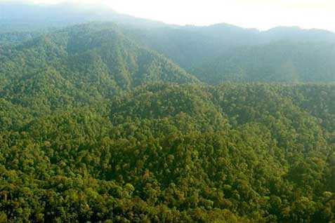  GCF 2017 : Sinergi Menjaga Hutan di Tengah Arus Industrialisasi