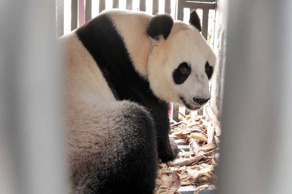 Ini Arti Nama Sepasang Giant Panda yang Datang dari China