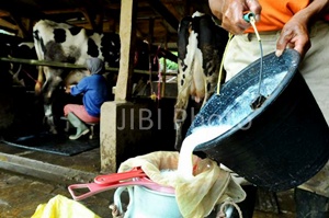  PRODUKSI SUSU, Industri Diminta Bermitra dengan Peternak