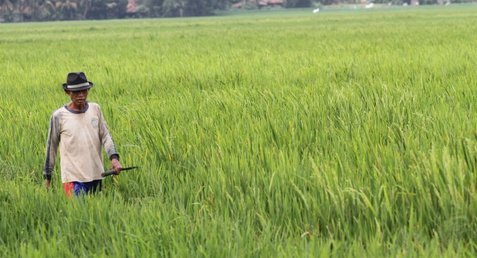  NTP Naik, Petani NTB Mengalami Peningkatan Daya Beli