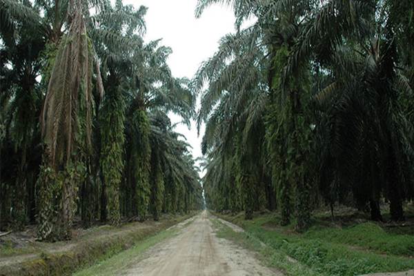  Darmin: 4.800 Ha Kebun Sawit Siap Diremajakan