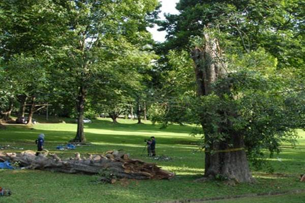  Pohon Berusia 194 Tahun di Kebun Raya Bogor Tumbang